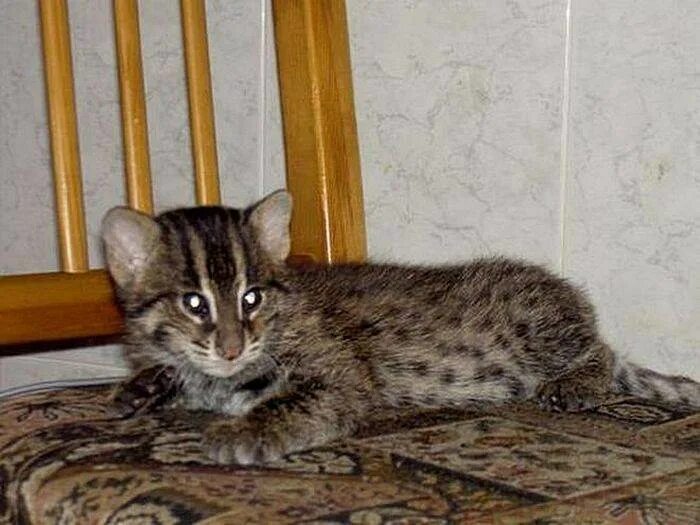 Камышовый кот размеры. Виверровый кот рыболов. виверровый камышовый кот. порода кошек камышовый кот. камышовый кот рыболов.