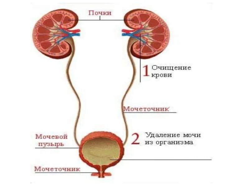 Установите правильную последовательность прохождения мочи мочеточник. Мочевыделительная система человека. Выделительная система человека. Выделительная система человека для детей. Мочевая система человека схема.