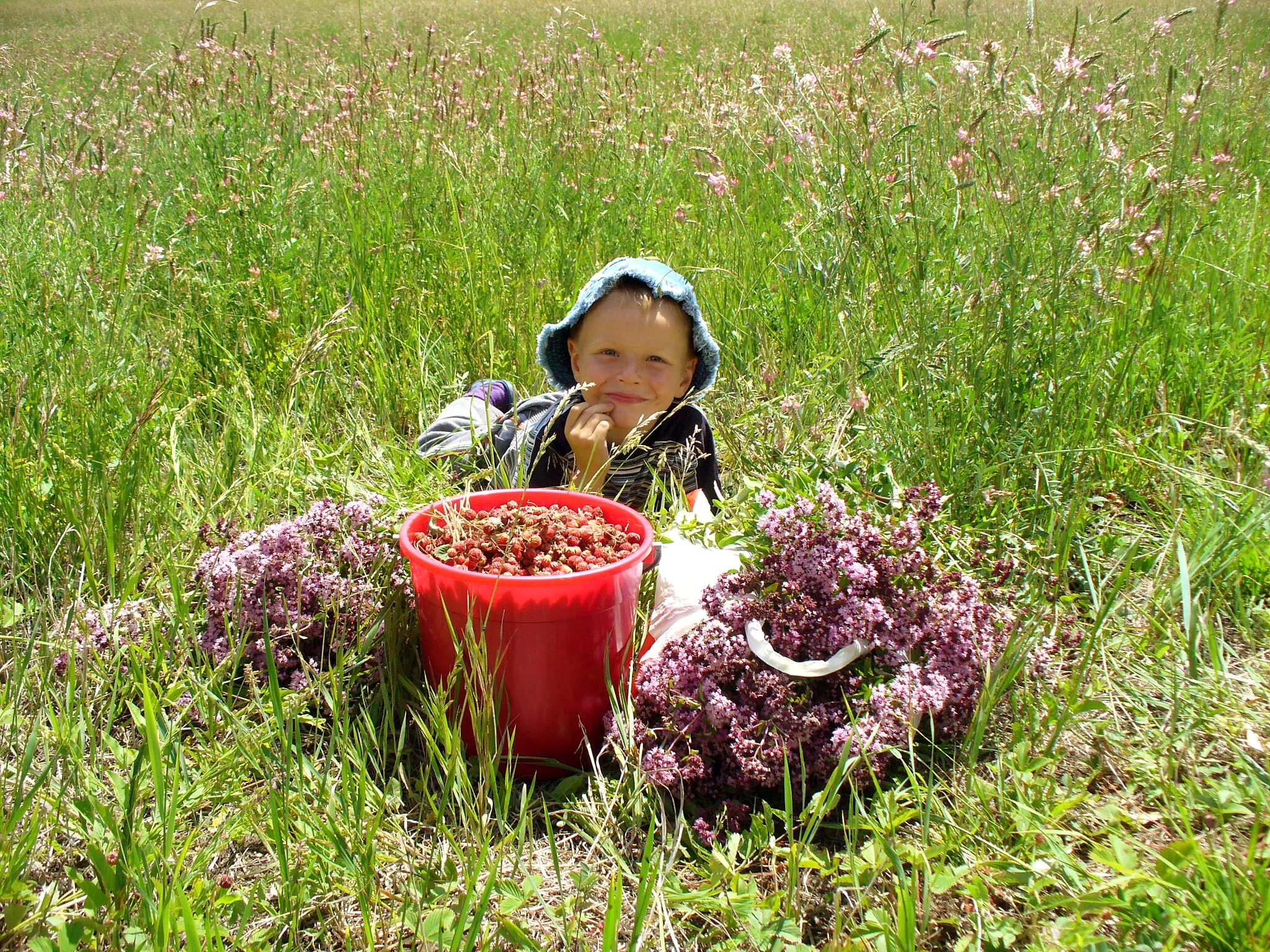 Сбор целебных трав. Сбор лекарственных растений. Собирать ягоды. Дети собирают ягоды. Собирает травы.