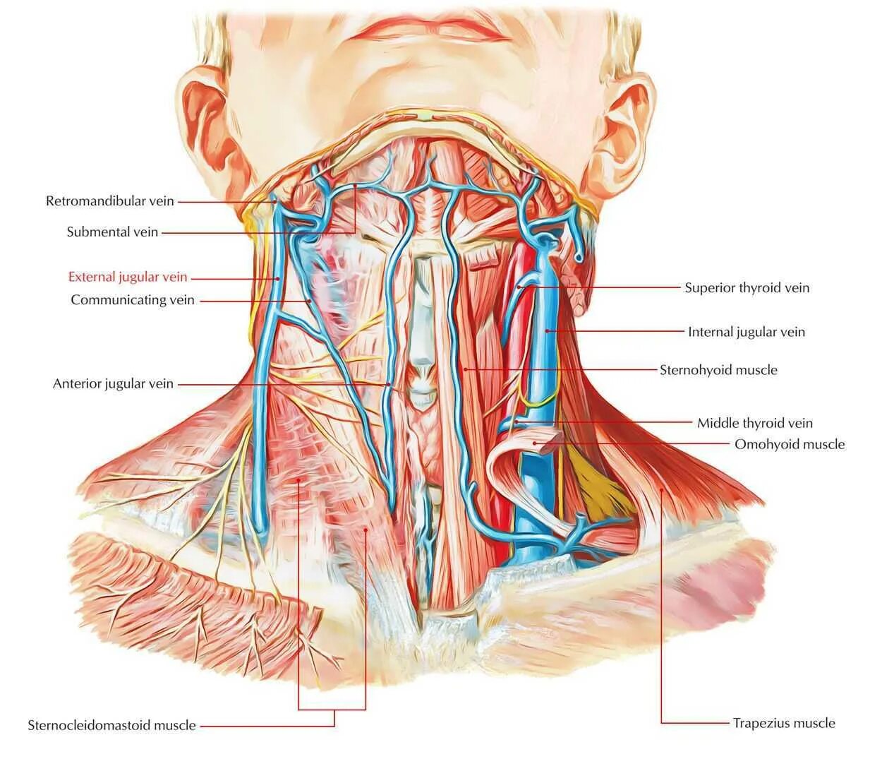 Яремная артерия где находится. Яремная Вена и Сонная артерия анатомия. Мышцы шеи и яремная Вена. Строение шеи артерии и вены.