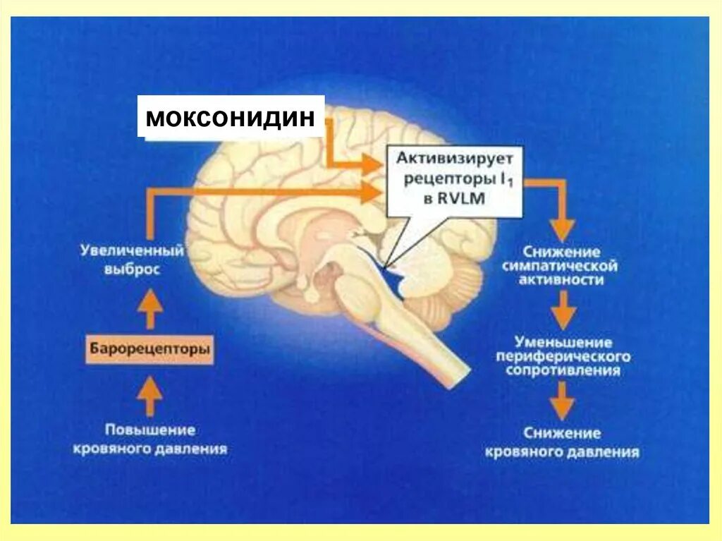 Нейротропные средства центрального действия. Нейротропные препараты центрального действия. Агонисты имидазолиновых рецепторов механизм. Механизм антигипертензивного действия моксонидина. Агонисты i2-имидазолиновых рецепторов.