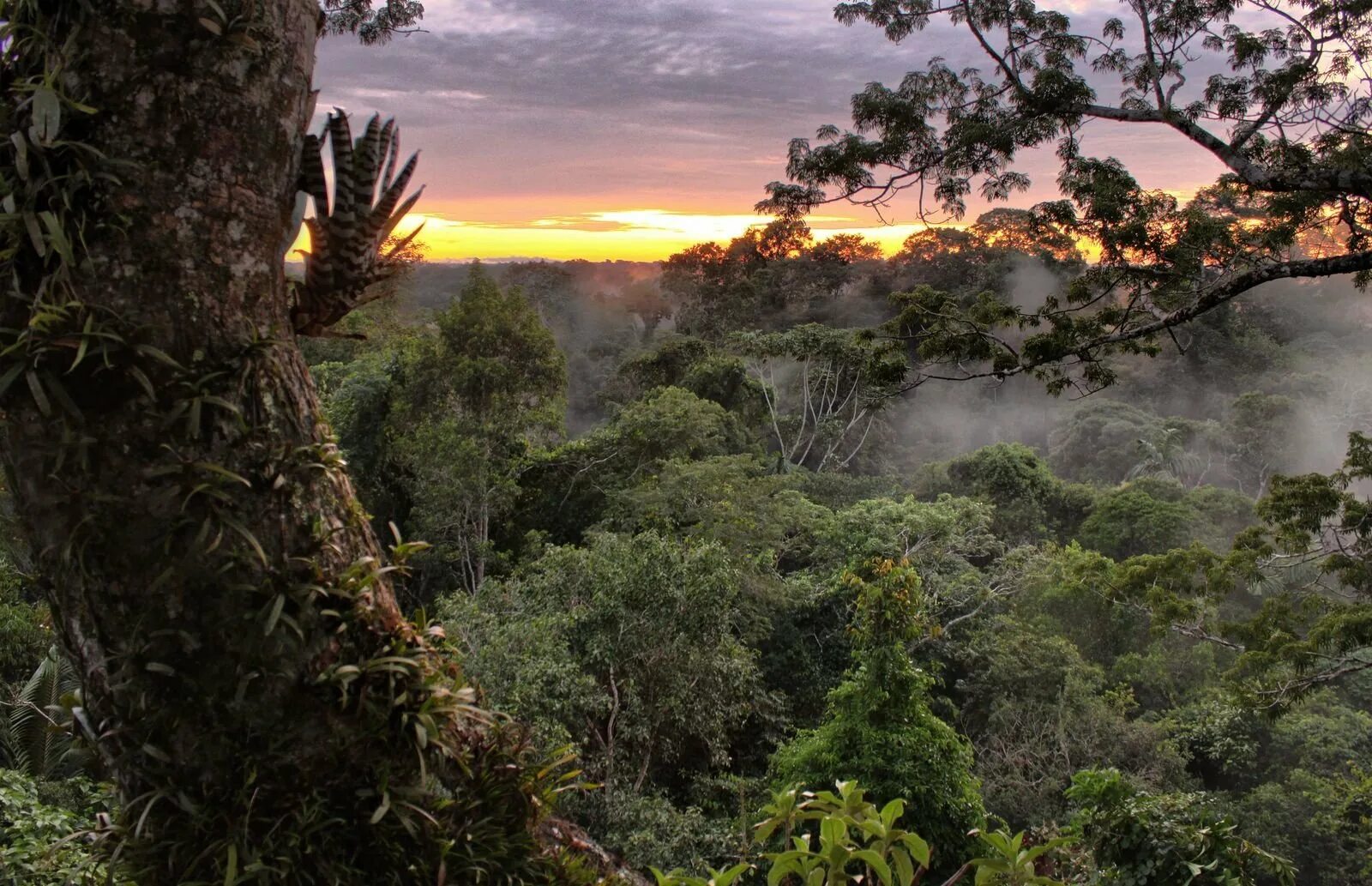 Гвианская Амазония национальный парк. Парк Ясуни Эквадор. Тропические леса амазонки, Южная Америка. Амазонский лес Южной Америки. Животные переменно влажных лесов северной америки