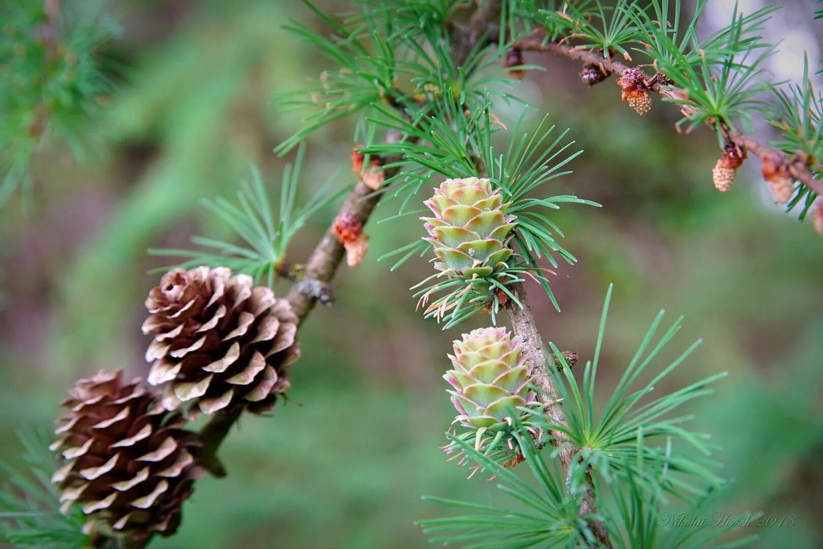 Лиственница larix decidua. Лиственница сибирская (larix sibirica ledeb. Лиственница европейская хвоинки. Лиственница сибирская lárix sibírica. Плоды лиственницы.