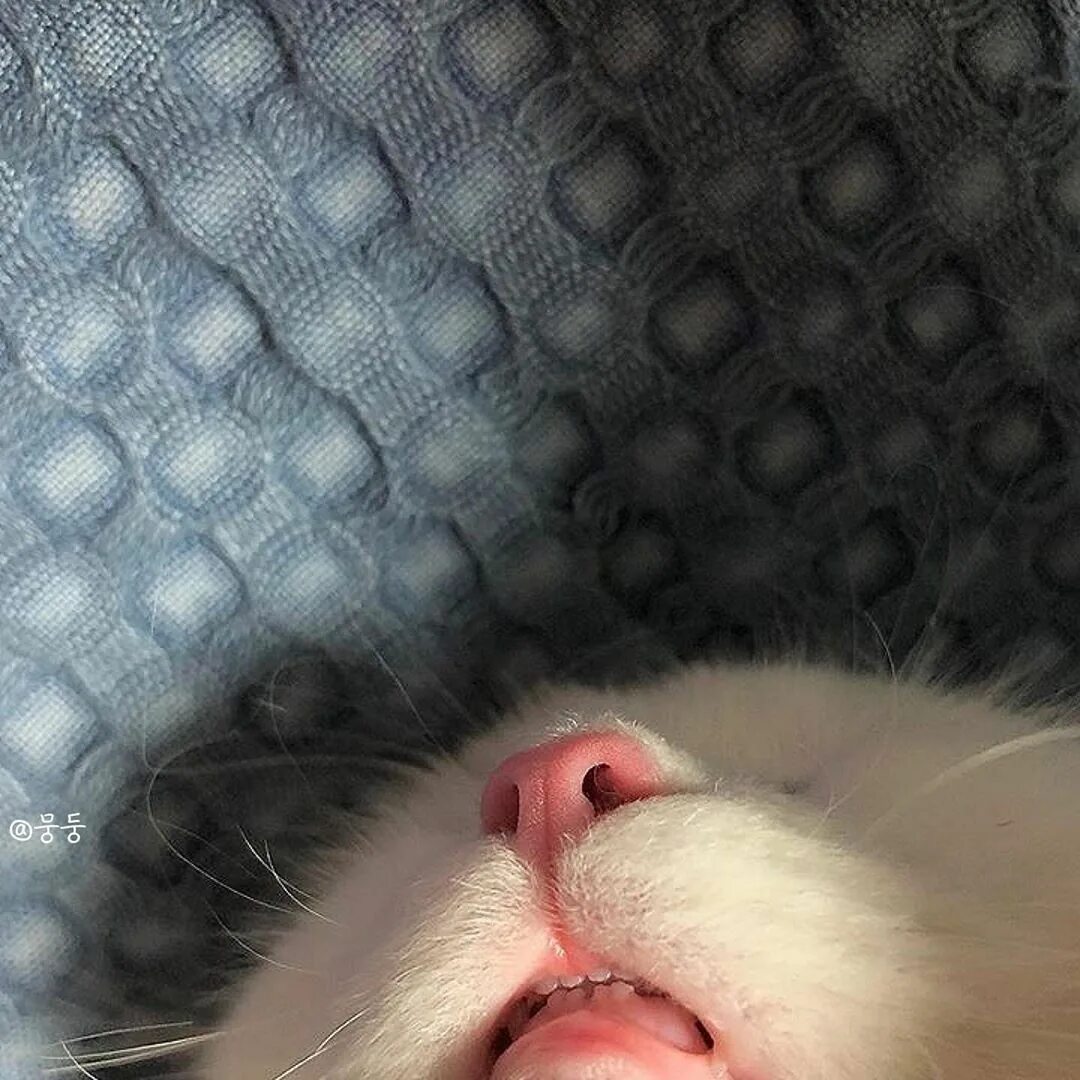 Матерь котья