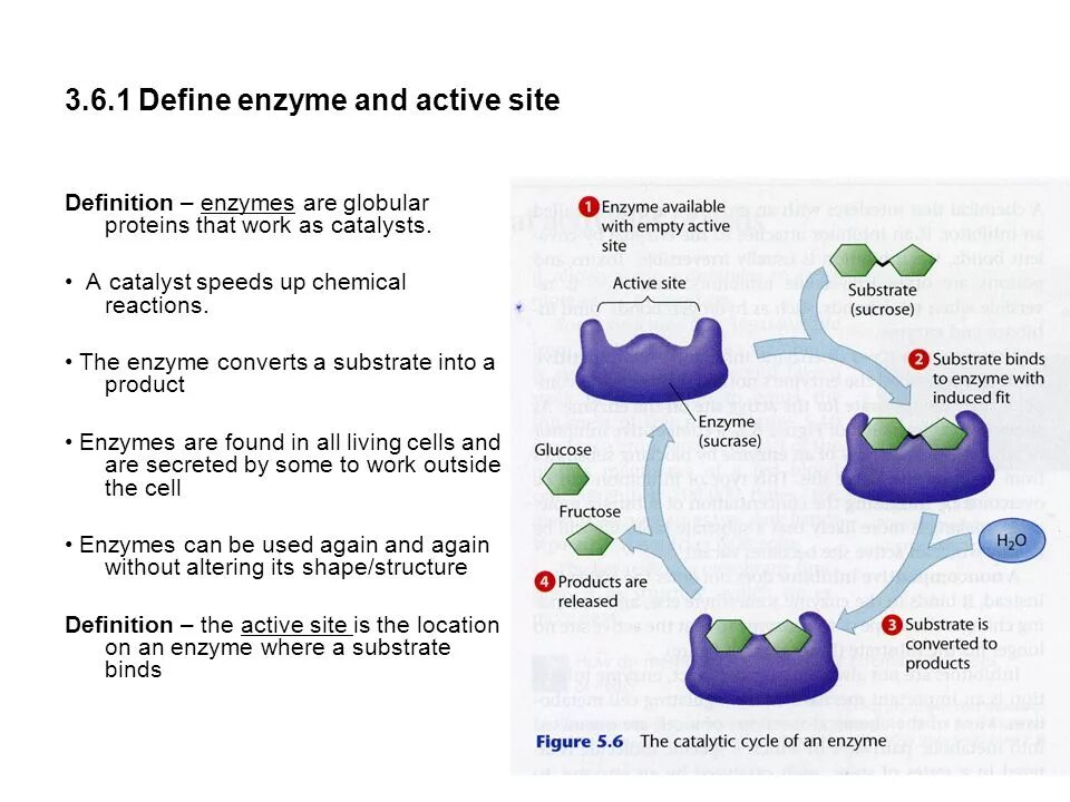 Enzymes structure. Enzyme Active site. Enzymes Proteins. What is Enzyme. Activity definition