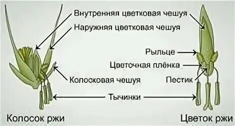 Строение колоса