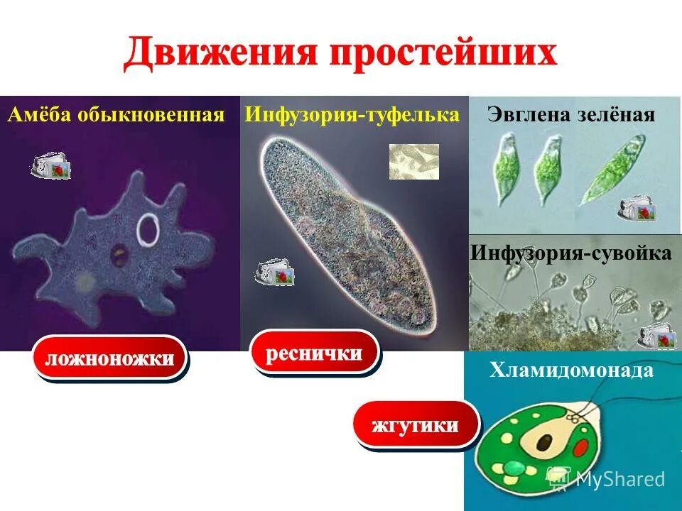 Основное свойство простейших