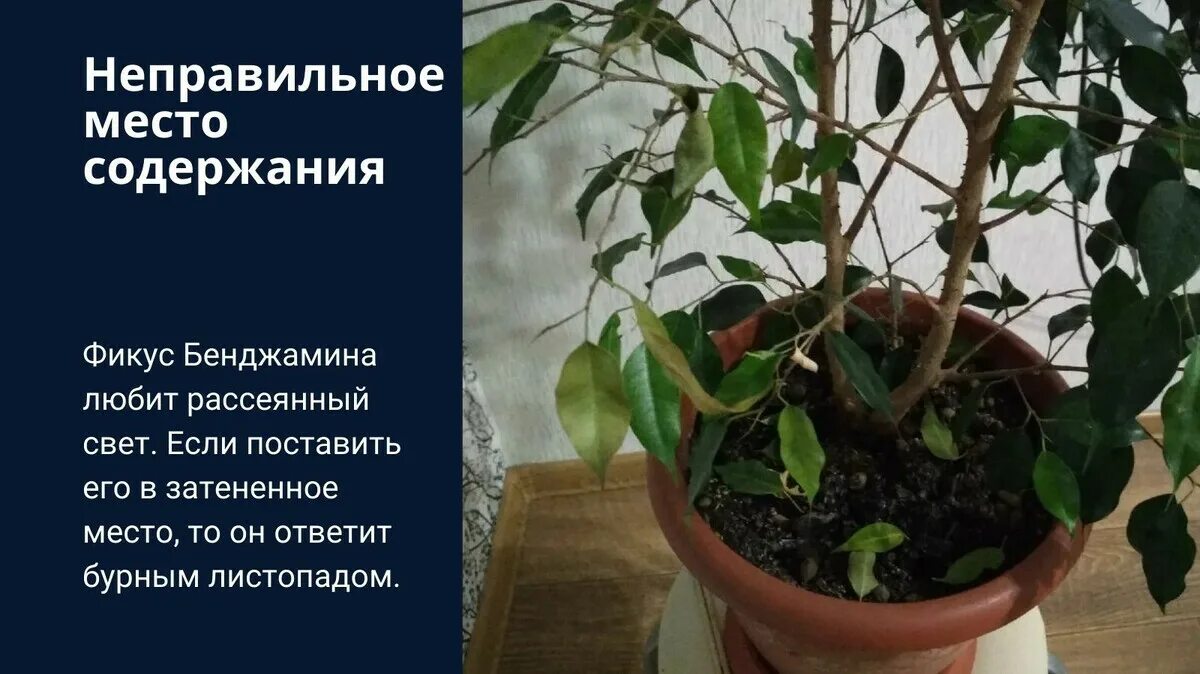 Как спасти бенджамин фикус опадают листья. Фикус бенджамина облысел. фикус бенджамина rfexerjyjcyjsq. фикус бенджамина каучуконосный. фикус бенджамина облетели листья.