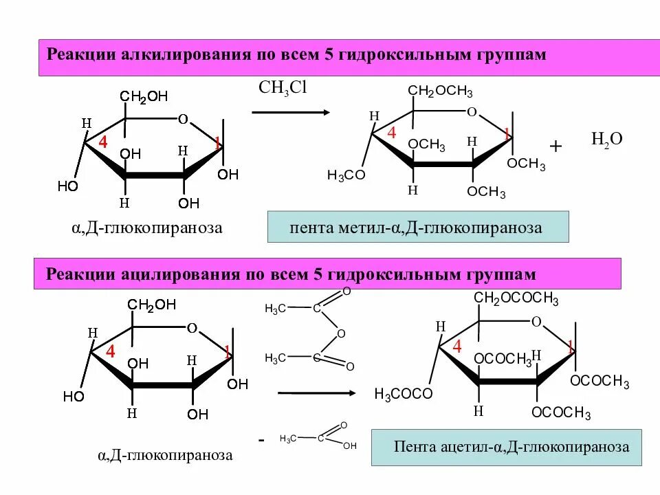 Реакции на гидроксильную группу. Метил Альфа д глюкопираноза. Пента-о-ацетил-b-d-галактопиранозы. 2,3,4,6- Тетра-о-метил- d-глюкопираноза.. Реакция ацилирования д рибозы.