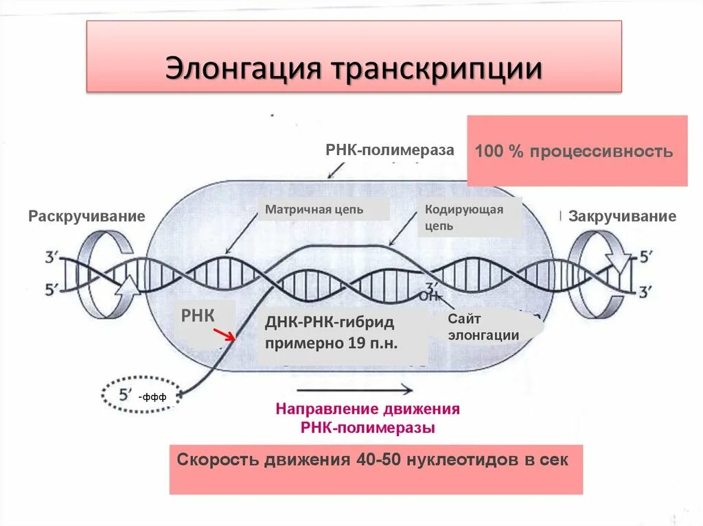 РНК-полимераза катализирует процесс:. Механизм процесса транскрипции. Элонгация ДНК схема. ДНК И РНК полимераза.