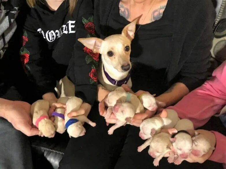 Беременные маленькие собаки.
