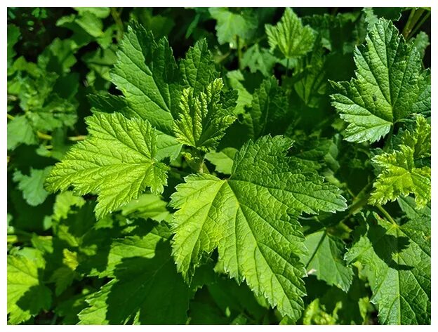Currant Leaf Isolated on White Background Stock Photo - Image of currant, macro: