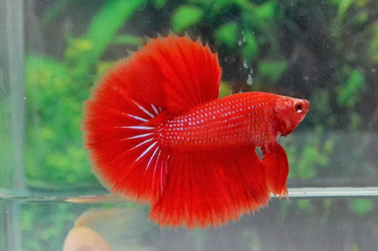 Рыбка петушок супер дельта. Петушок дельта аквариумная рыбка. Рыбка петушок бетта спленденс. Рыбка петушок супер дельта. Петушок дельта аквариумная рыбка.