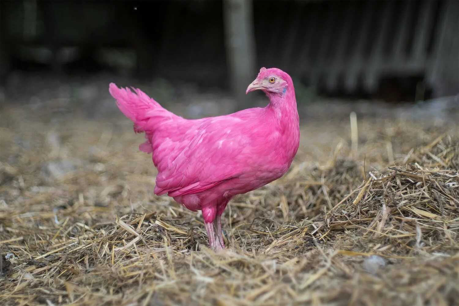 Розовая порода кур. Пинк Чикен. Розовые куры Амераукана. Розовая курица. Розовый цыпленок.