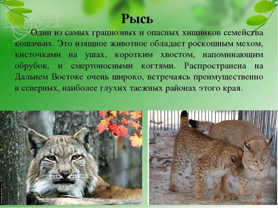 Доклад животное красная книга. Животные краснойткниги. Доклад животное красная книга. Доклад животное красная книга. Небольшой рассказ о животном из красной книги.