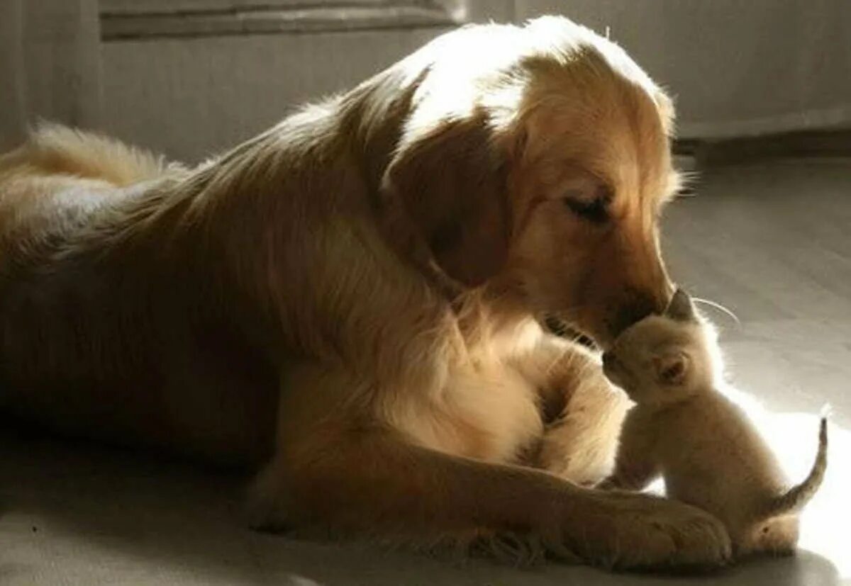 прости меня собака. стол для собак для еды. собака пьет водичку. жажда у животных. собака привыкла есть.