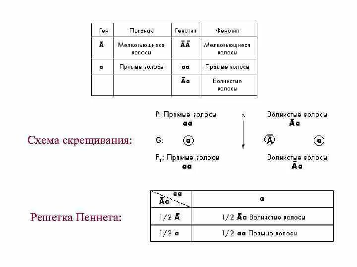 Практическая работа составление схем скрещивания. Закономерности наследования признаков моногибридное скрещивание. Решетка пеннета для сцепленного наследования. Схема вводного скрещивания. Практическая работа составление схем скрещивания.