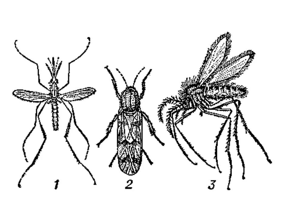 Мокрецы Двукрылые. Мокрецы строение. Комар. Комар мокрец. Комар малярийный комар членистоногие двукрылые