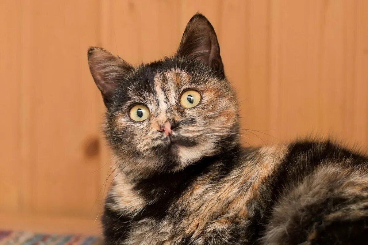 Порода кошек метис. Метис кот. Европейский короткошерстный кот метис. Порода метис коты. Порода кошки метис кота.