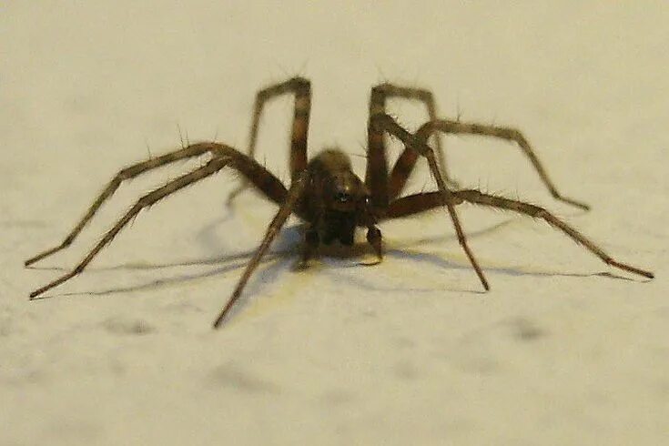 Ich eine spinne