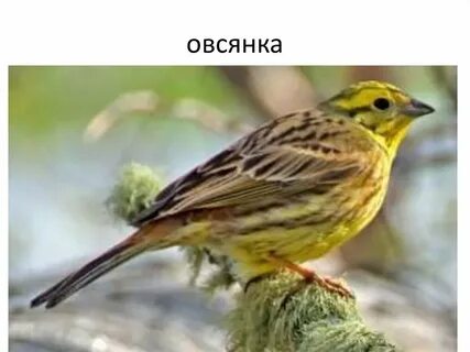 Воробей с желтой головой