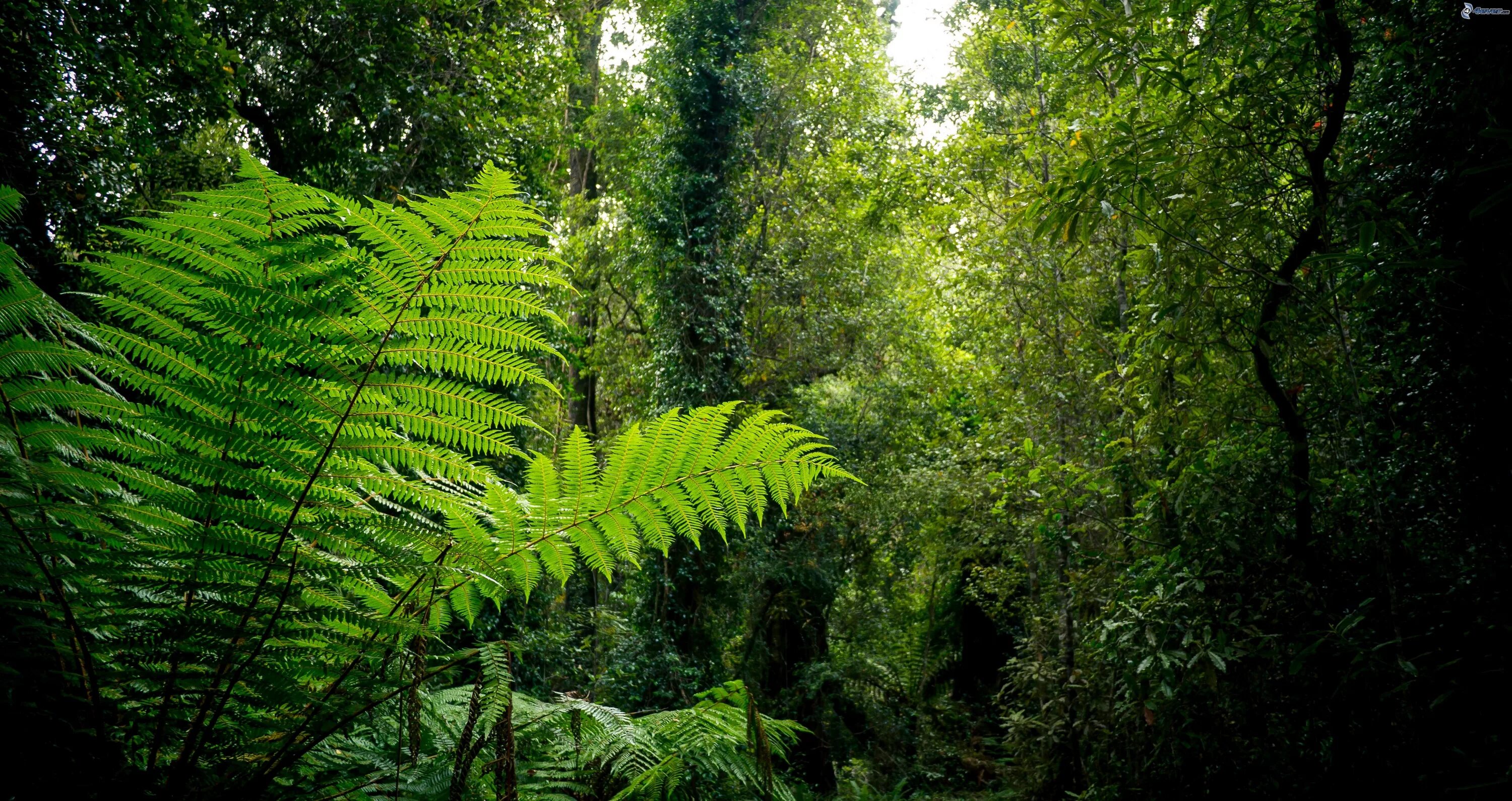 лиановидный папоротник. лиановидные папоротники. папоротники в тропическом лесу. папоротниковый лес борнео. папоротник форест древовидный.