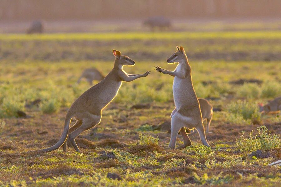 Парк Какаду в Австралии. Национальный заповедник Какаду, Австралия. Парк Какаду в Австралии животные. Личфилд парк Австралия. Wildlife ответы