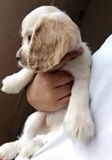 Американский кокер спаниель белый