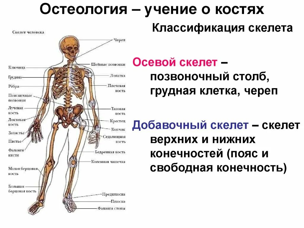 Что входит в костную систему