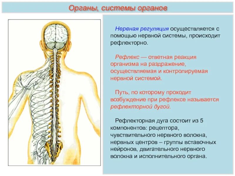 С помощью данной системы. Нервная регуляция. органы нервной системы. органы нервной регуляции. нервная система системы органов.