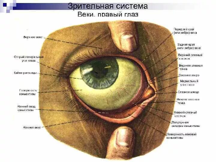 Нижнее 3 веко. Строение глаза человека конъюнктивальный мешок. Киста конъюнктивы глаза. Конъюнктивальный мешок анатомия.