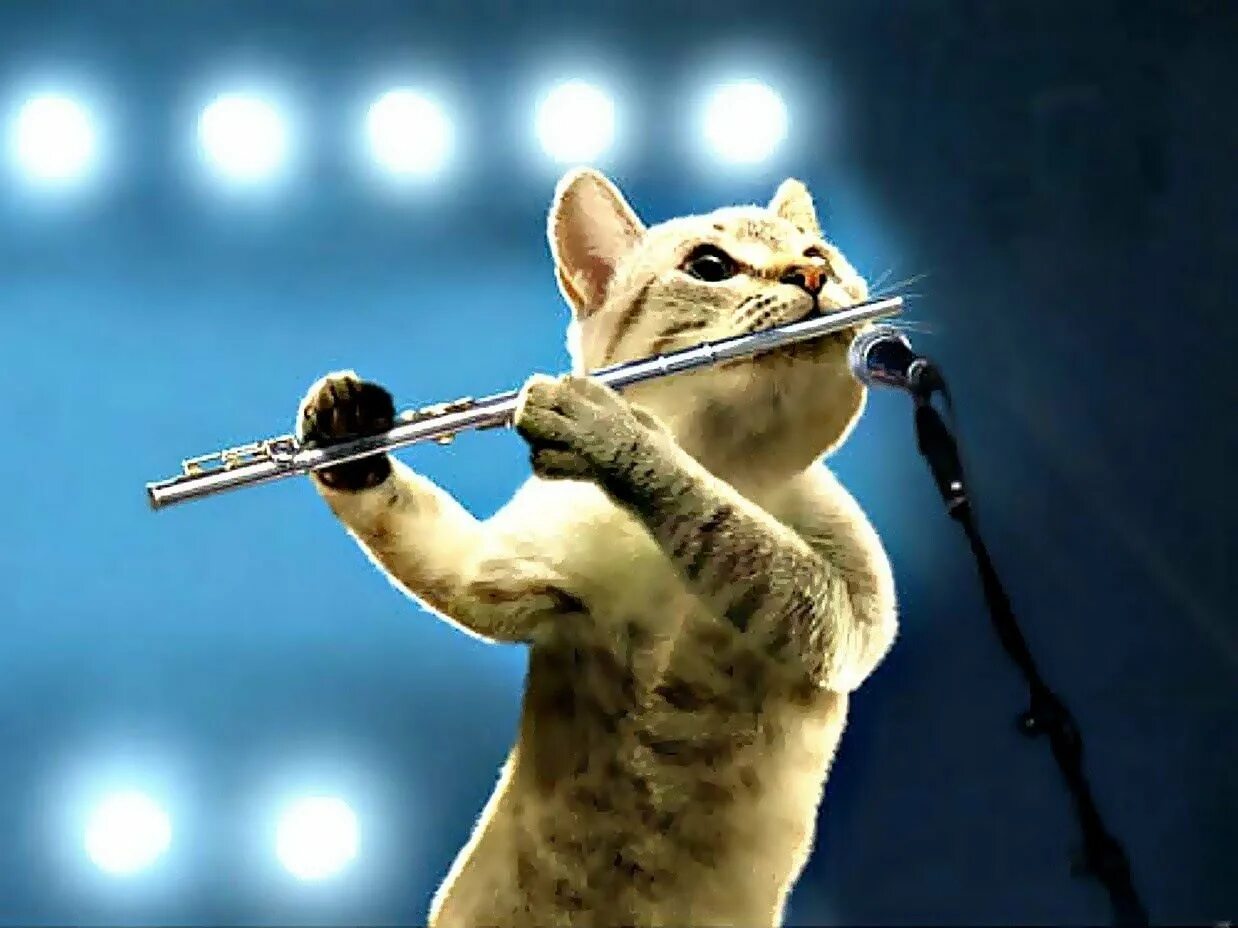 Играет на кларнете и трубе. Мурка ты мой муреночек. Мартовский кот. Ты мой муреночек. Кот играет на дудке.