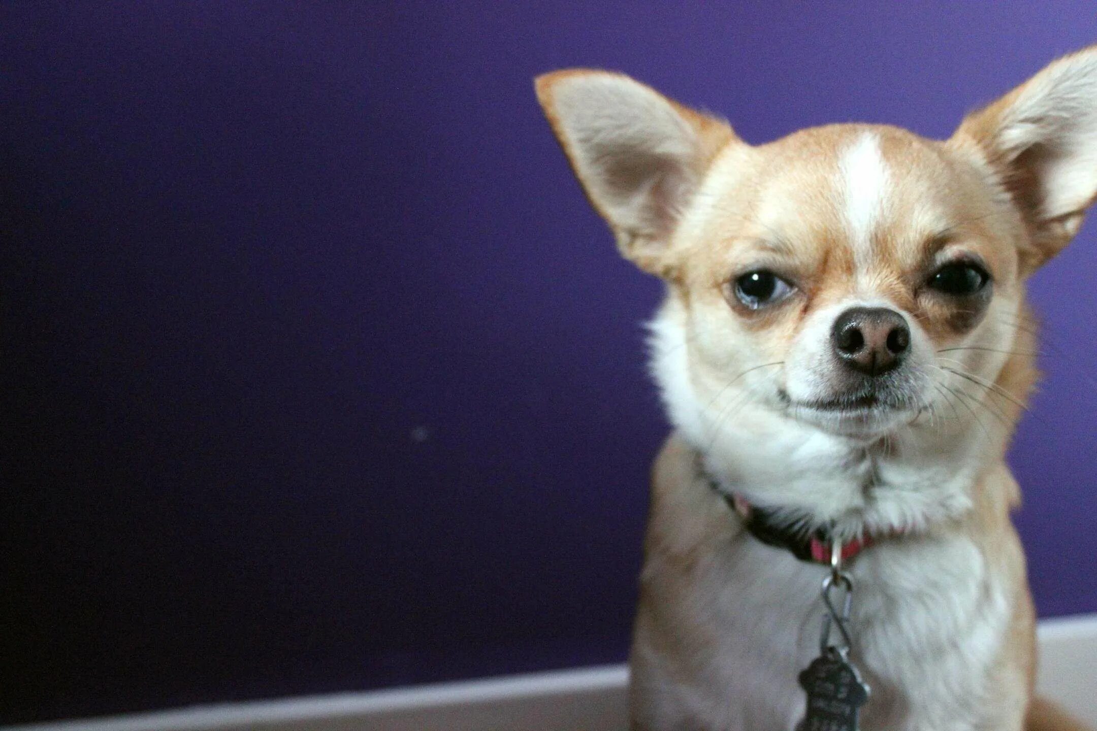 Чихуа хуа хуа злая. Чихуахуа хуа злая. Чихуахуа злая собака. Чихуахуа хуа злая. Улыбка чихуахуа.