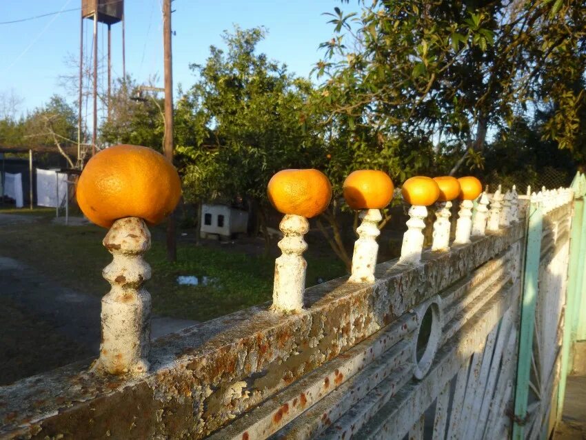 Гагры мандарины. Мандариновый сад Гагра. Сухуми мандарины. Абхазия новый год. Гагра абхазия мандарин