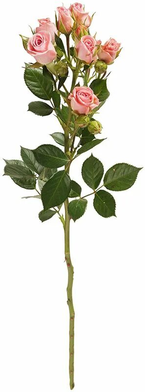 Много роз на одной ветке. Кустовая ветка. Кустовая ветка. Стебель кустовой розы. Кустовые розы 3 ветки.