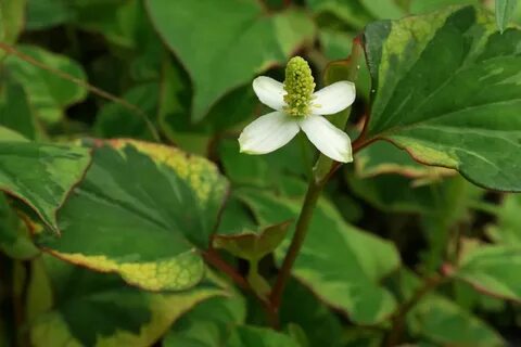 Хауттюйния cordata