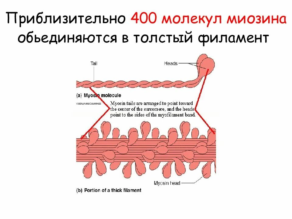 Миозин какая ткань. Миозиновый филамент строение. Строение белка миозина. Миозин биохимия. Строение толстого филамента.
