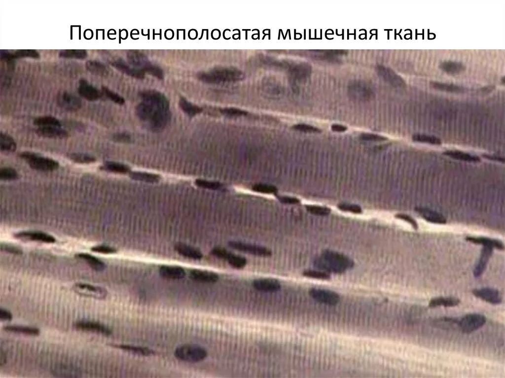 Farmf литература для фармацевтов : Лекции " Мышечная ткань. Виды, функции, харак