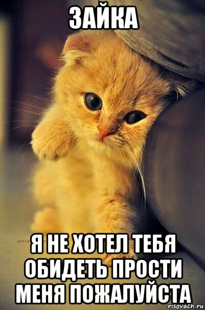 мемы с извинениями. ну извини давай. ну ты это извини если что. пикчи с извинениями. ты извини если че.