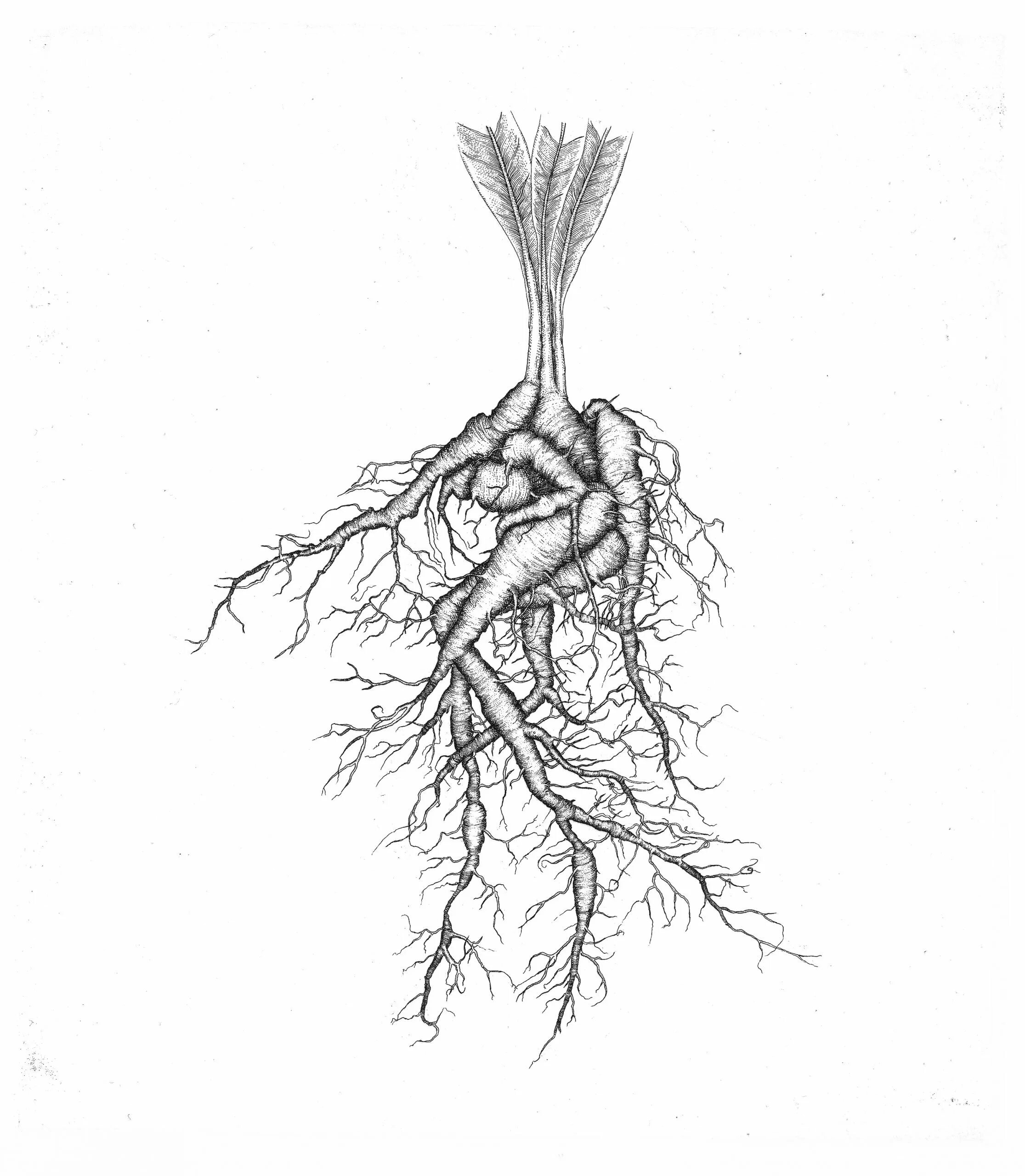 Картинка корня растения