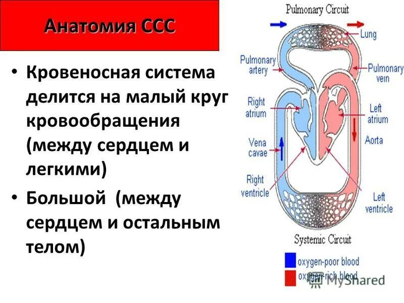 Большой и малый круг кровообращения. Круги кровообращения сердца. Малый круг кровообращения. Малый круг и большой круг кровообращения. Таблица круга кровообращения начало круга