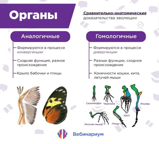 Аналогичные функции. Сравнительно-анатомические доказательства эволюции таблица. гомологичные и аналогичные доказательства эволюции. сравнительно-анатомические доказательства эволюции схема. аналогичные и гомологичные органы доказательства эволюции.