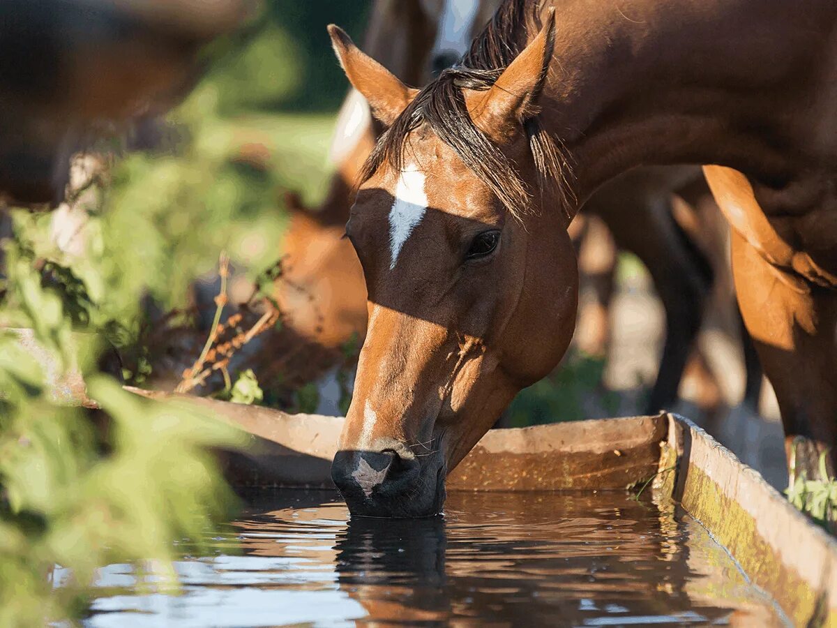 Horse drink. Лошади в воде. Лошади лето. Фото лошадей в воде. Лошад вода картинка для детей.