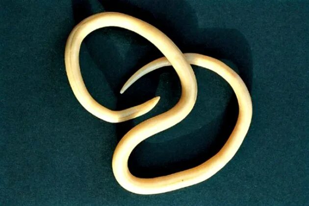 Человеческая аскарида круглый червь. Круглые черви нематоды аскарида. Круглые черви аскарида человеческая.