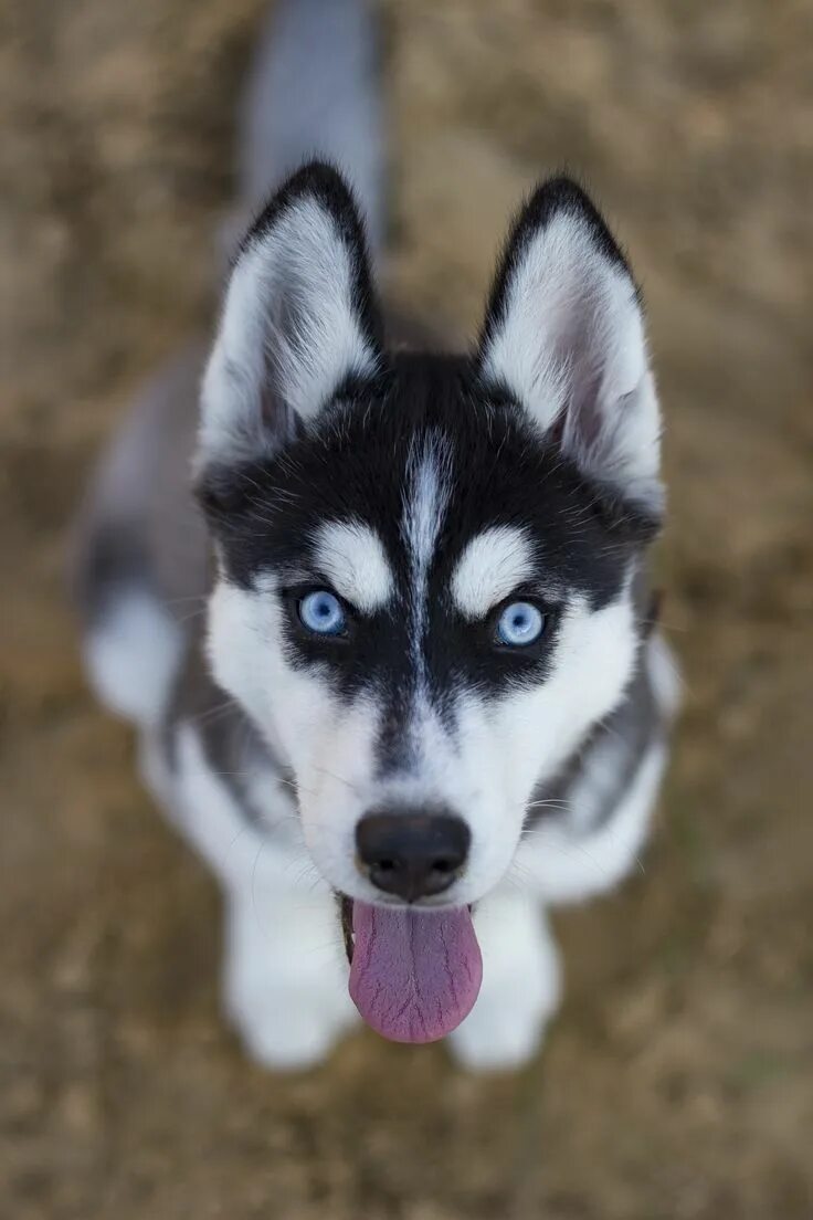 Dogs Scooting Carpet and Ground - Causes, Facts and Remedies Husky de sibérie, A