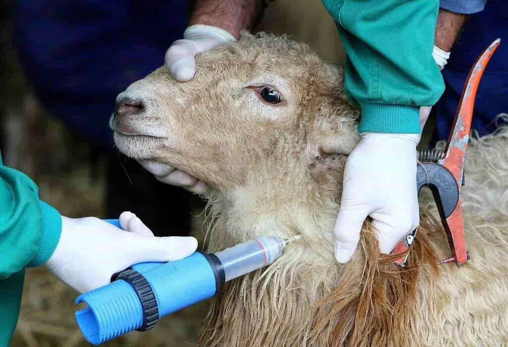 Прививки козе. Прививки козе. Прививки козе. Вакцинация сельскохозяйственных животных. Инфекционные заболеванияж животных.