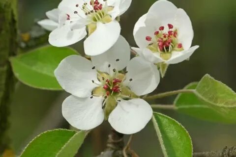 Pyrus