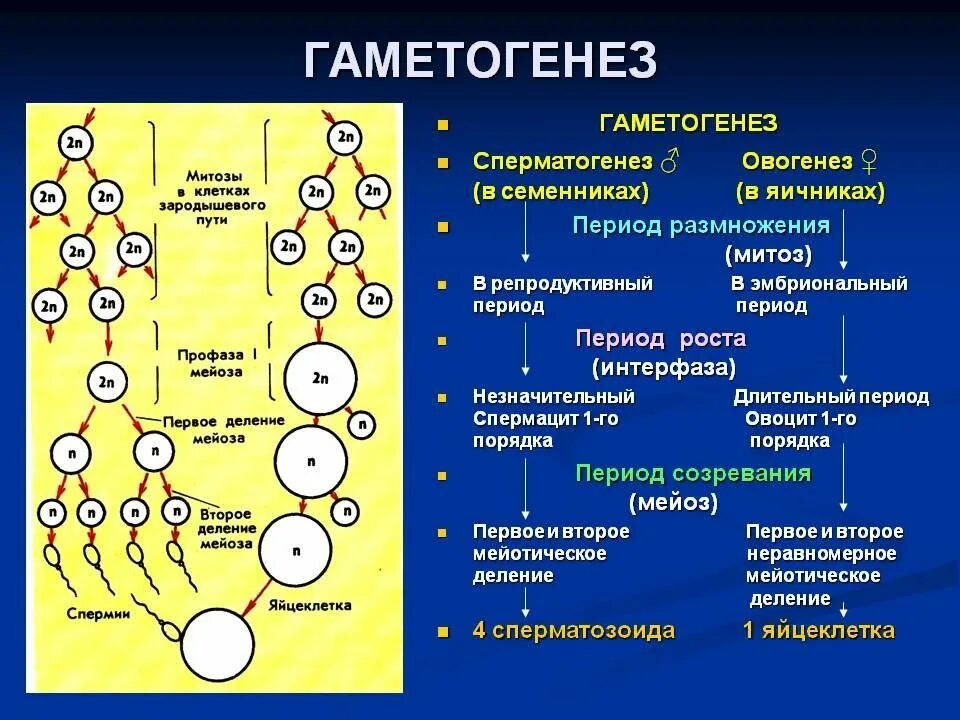 Оогенез и спорогенез. Гаметогенез мейоз 1. Этапы развития половых клеток у растений. Гаметогенез митоз. Сперматогенез и овогенез.