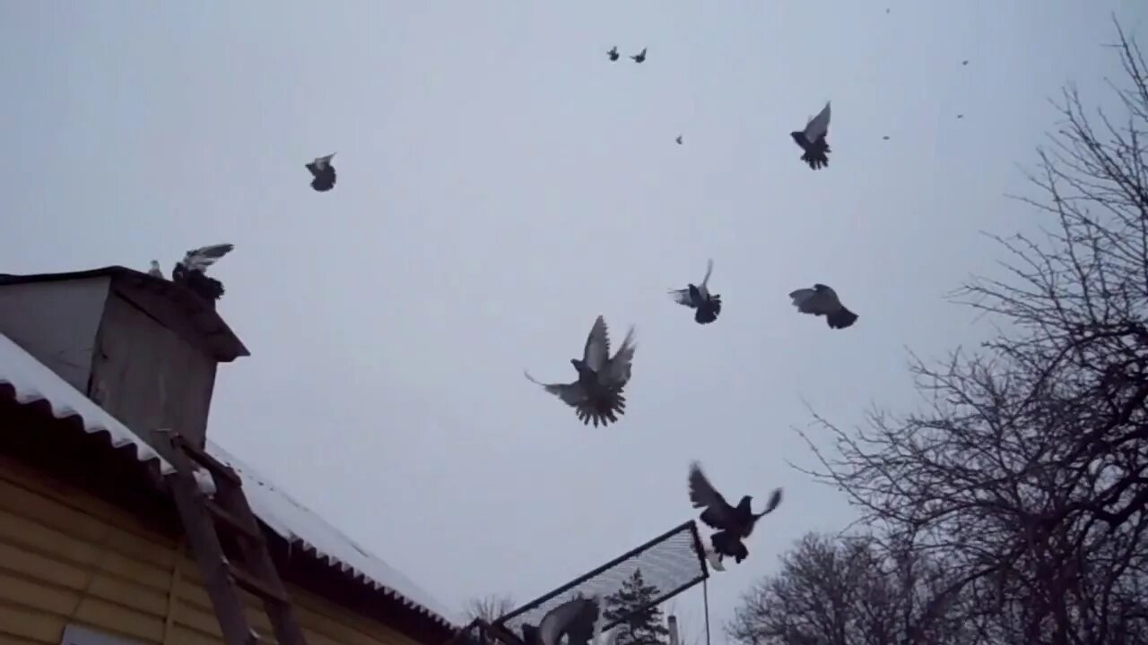 Голуби николаевские зимовники. Николаевские голуби ростовская область. Голуби николаевские чубатые. Летная птичка. Курские голуби бабочки.