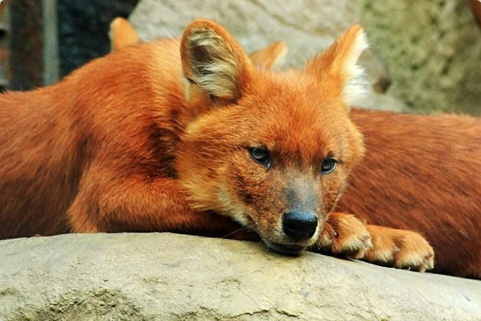 красный волк красноярский край. красный горный волк. тянь-шанский красный волк. красный волк. горный волк.